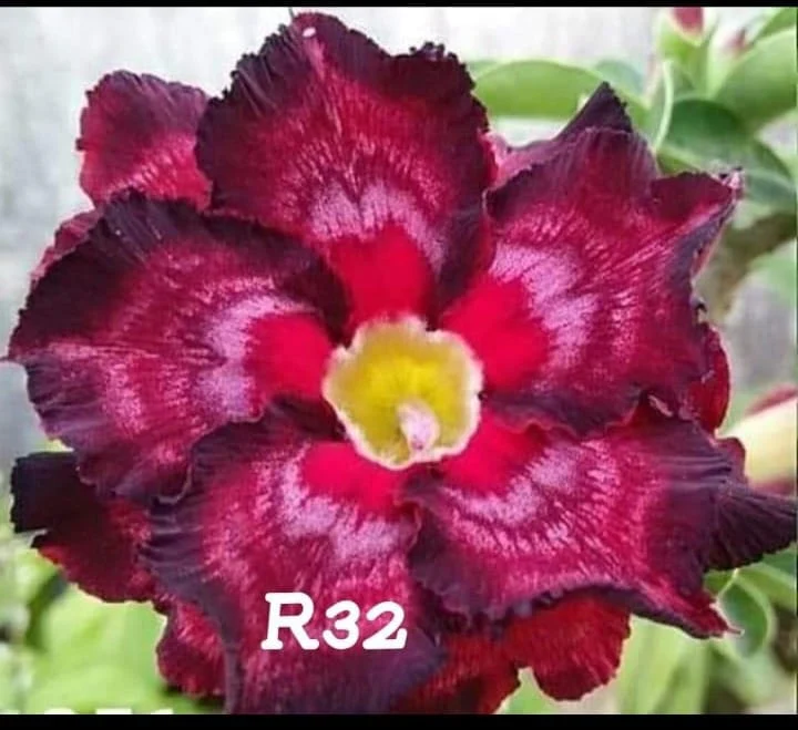 Outdoor plants Collection