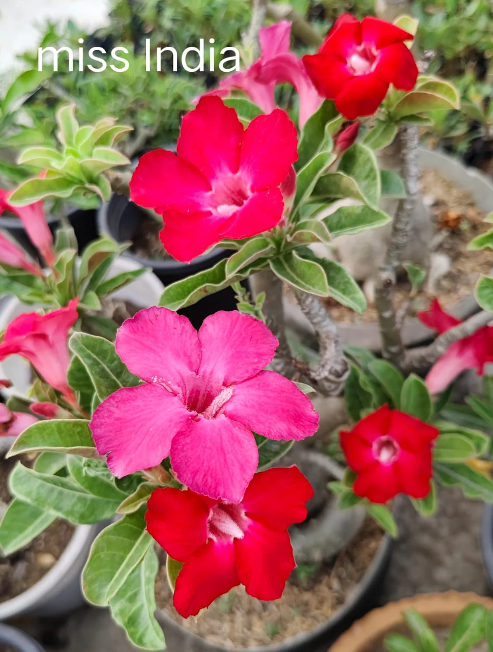 Best plant suggest for you click now