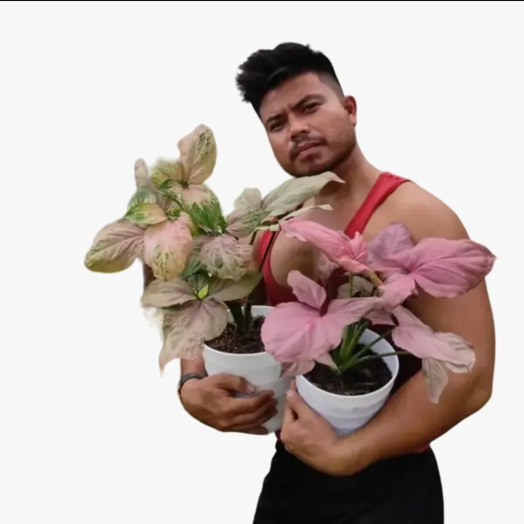 Syngonium collection