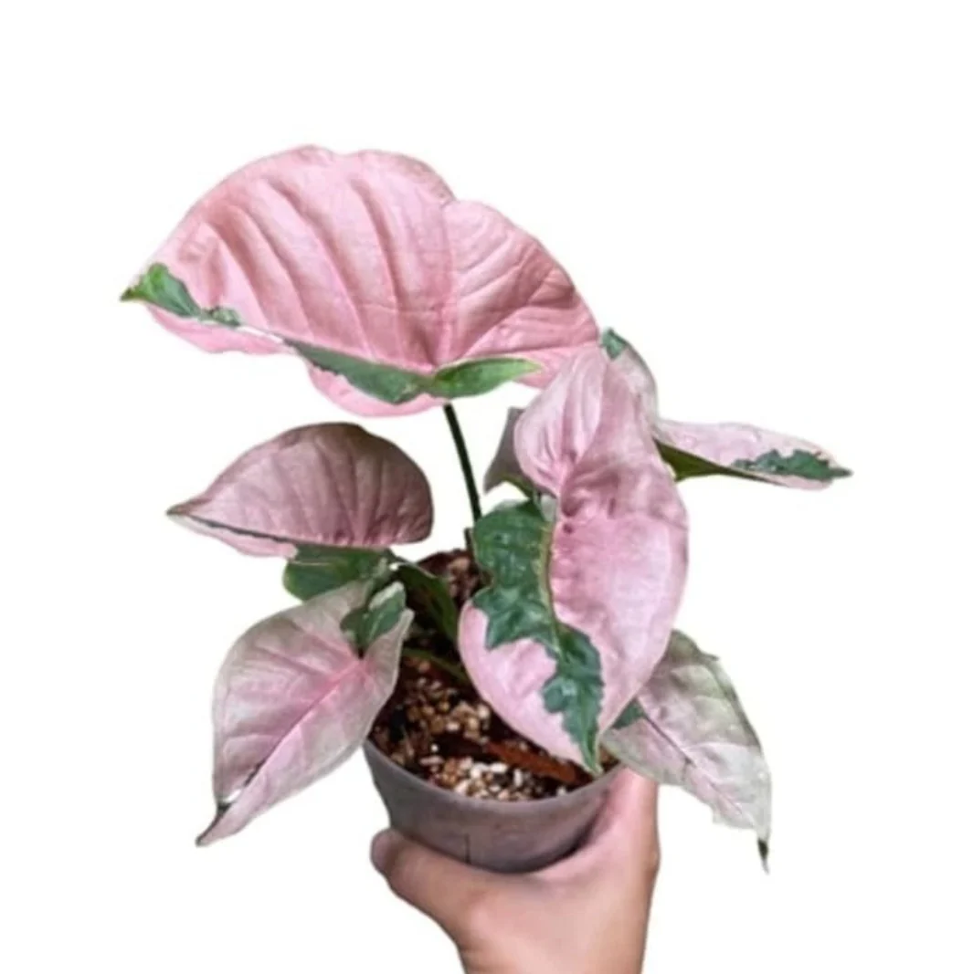Indoor Plants